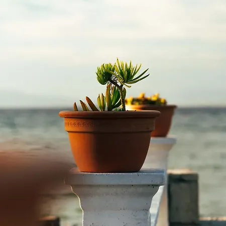 Sea Breeze Oasis * Mólos